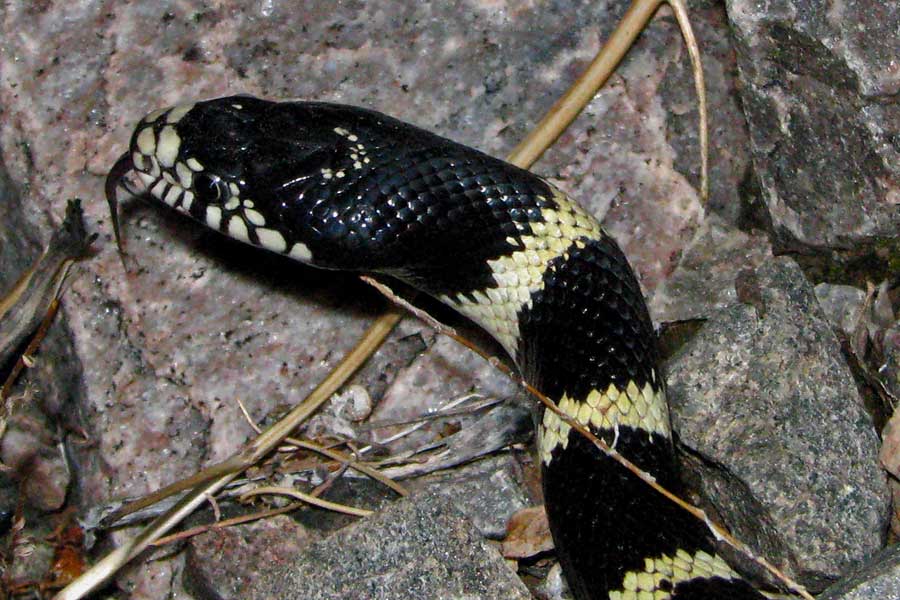 California King Snake. California Kingsnake, banded
